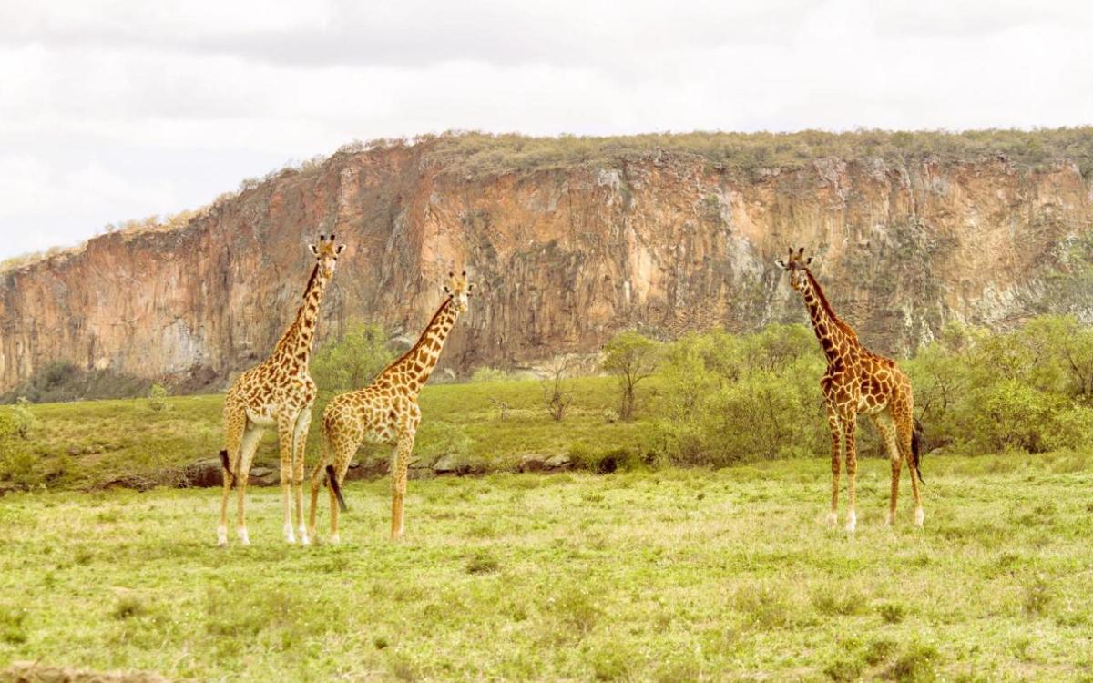 Hells Gate Lake Naivasha Day Tour Jungleroam Safaris